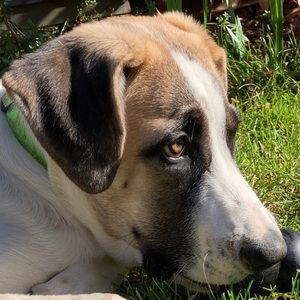 Meet your Posher, Lacy